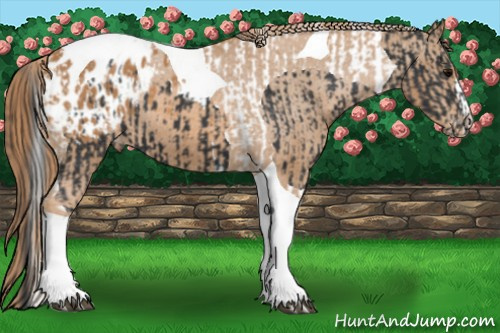 Horse Color:Black Tobiano Appaloosa  and Chestnut Tobiano Appaloosa 