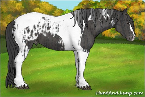 Horse Color:Black Tobiano Appaloosa  and Black Tobiano Appaloosa 