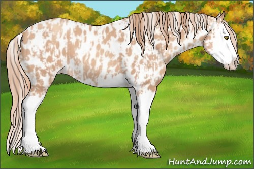 Horse Color:Gold Champagne Splash Appaloosa and Gold Champagne Splash Appaloosa
