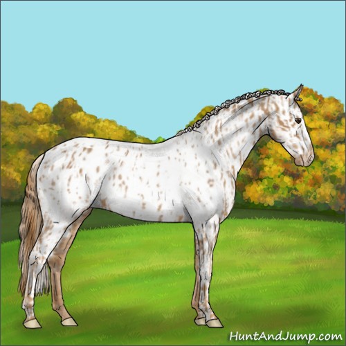 Horse Color:Chestnut Near Leopard  and Chestnut Blanket 