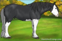 Horse Color:Black Splash