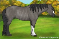 Horse Color:Grullo Rabicano 