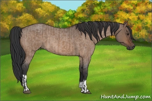 Horse Color:Brown Roan Dun  and Brown Roan Dun 