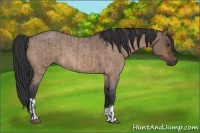 Horse Color:Brown Roan Dun and Brown Roan Dun