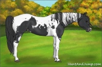 Horse Color:Black Tobiano Appaloosa  and Black Tobiano Appaloosa 