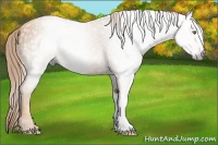 Horse Color:Gray Gold Champagne 