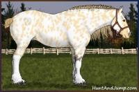 Horse Color:Buckskin Roan Dun Near Leopard