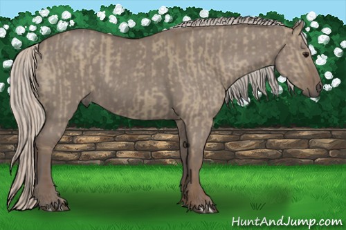 Horse Color:Silver Grullo  and Silver Grullo 