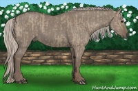 Horse Color:Silver Grullo  and Silver Grullo 