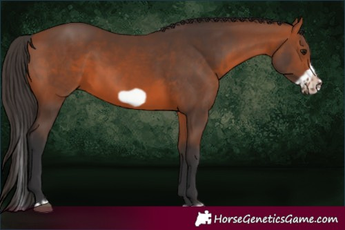 Horse Color:Bay Splash Frame Rabicano 