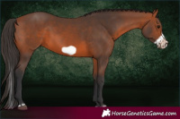 Horse Color:Bay Splash Frame Rabicano 