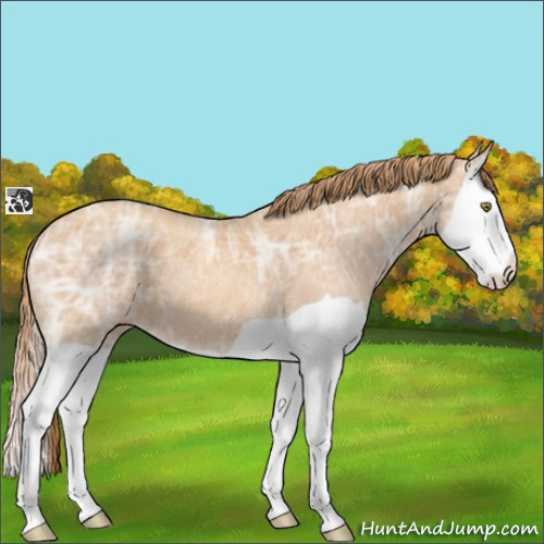 Horse Color:Gold Champagne Ice Splash 