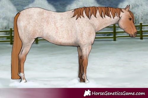 Horse Color:Red Roan Rabicano  and Red Roan Rabicano 