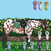 Horse Color:Brown Appaloosa 