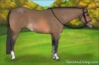 Horse Color:Buckskin Sabino