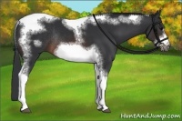 Horse Color:Brown Sabino Tobiano Frame Rabicano 