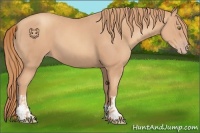 Horse Color:Gold Champagne  and Gold Champagne 