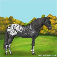 Horse Color:Black Appaloosa  and Black Appaloosa 