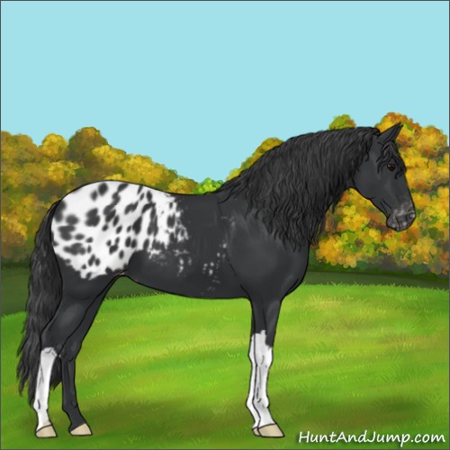 Horse Color:Black Appaloosa 