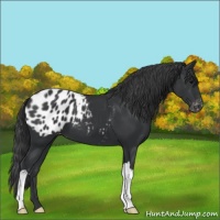 Horse Color:Black Appaloosa 
