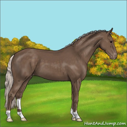 Horse Color:Silver Black Appaloosa 
