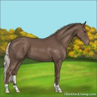 Horse Color:Silver Black Appaloosa 