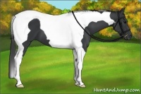 Horse Color:Black Tobiano 