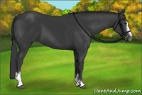 Horse Color:Black Sabino