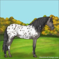 Horse Color:Grullo Near Leopard 