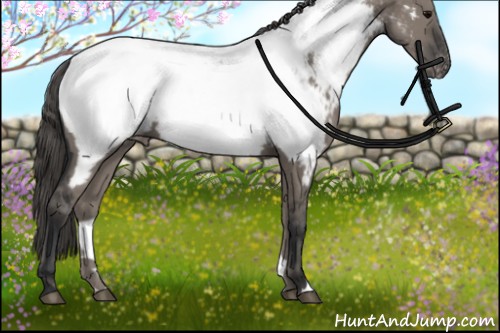 Horse Color:Grullo Near Fewspot 