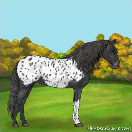 Horse Color:Black Appaloosa