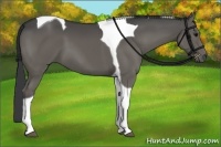 Horse Color:Black Tobiano