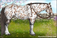 Horse Color:Black Near Leopard and Bay Near Leopard
