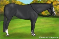 Horse Color:Black Sabino