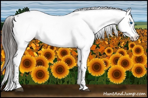 Horse Color:Liver Chestnut Frame 