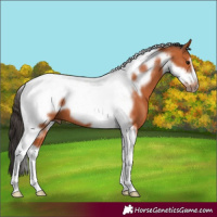 Horse Color:Bay Tobiano Frame 
