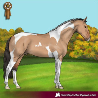Horse Color:Bay Dun Tobiano 