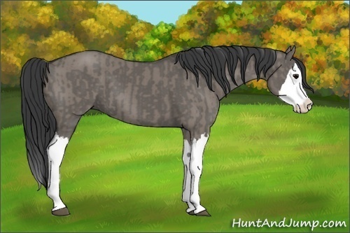 Horse Color:Grullo Sabino Splash  and Grullo Sabino Splash 