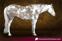 Horse Color:Silver Grullo Sabino Rabicano