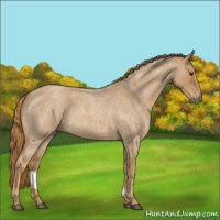 Horse Color:Red Roan 