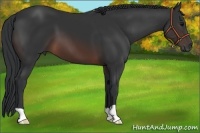 Horse Color:Brown 