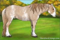 Horse Color:White Spotted Red Roan 