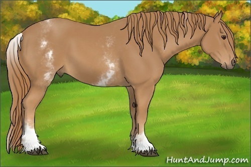 Horse Color:White Spotted Chestnut 