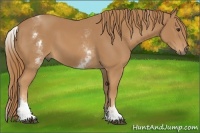 Horse Color:White Spotted Chestnut 
