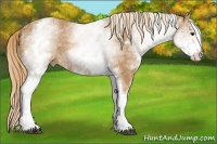 Horse Color:White Spotted Chestnut