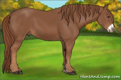 Horse Color:Chestnut Frame