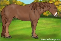 Horse Color:Chestnut Frame