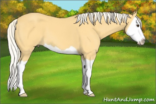 Horse Color:Palomino Splash