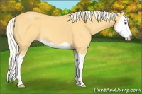 Horse Color:Palomino Splash
