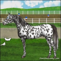Horse Color:Liver Chestnut Frame Appaloosa  and Liver Chestnut Appaloosa 